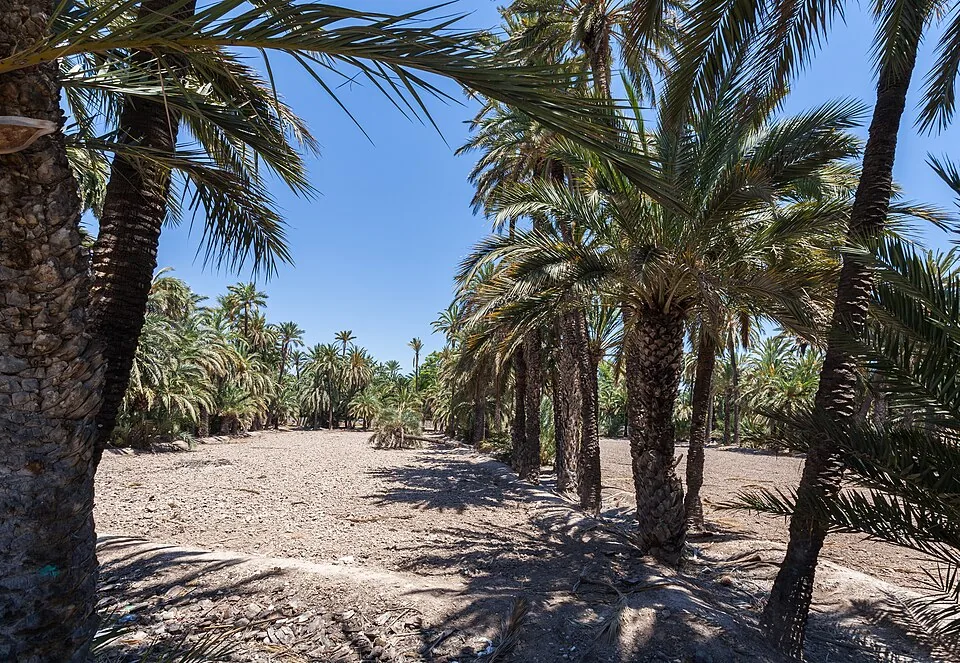 Zicht op Palmeral · Elche / Elx